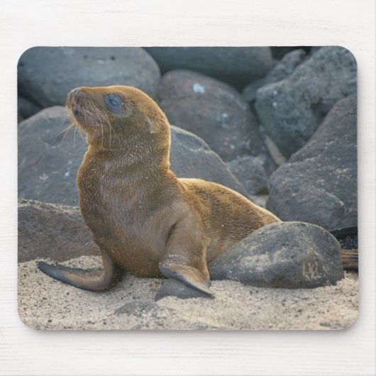 Galapagos Sea Lion Mousepad (Vorne)