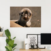 Galapagos Sea Lion Poster (Heimbüro)