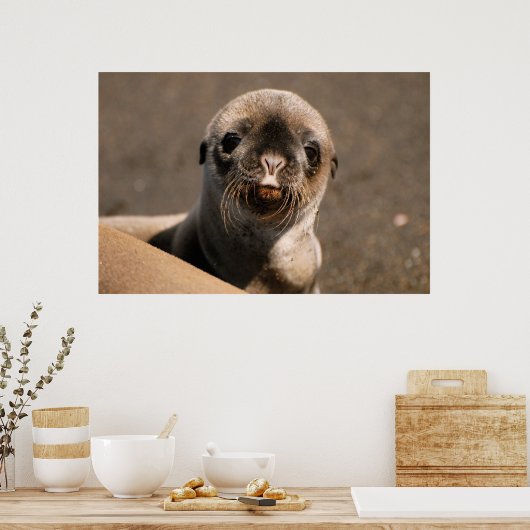 Galapagos Sea Lion Poster (Küche)