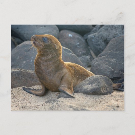 Galapagos Sea Lion Postkarte (Vorderseite)