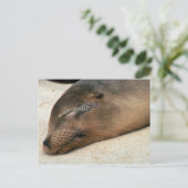 Galapagos Sea Lion Postkarte (Stehend Vorderseite)