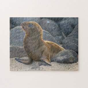 Galapagos Sea Lion Puzzle
