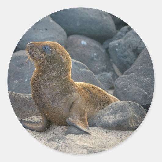 Galapagos Sea Lion Runder Aufkleber (Vorderseite)