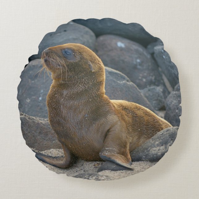 Galapagos Sea Lion Rundes Kissen (Vorderseite)