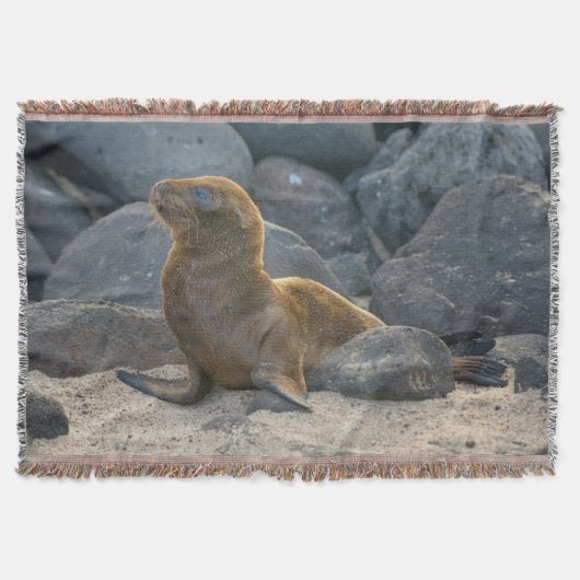 Galapagos-Seelöwe Decke (Vorderseite)