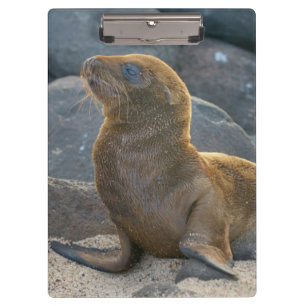 Galapagos-Seelöwe Klemmbrett