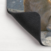 Galapagos-Seelöwe Mousepad (Ecke)