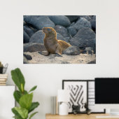 Galapagos-Seelöwe Poster (Heimbüro)