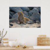 Galapagos-Seelöwe Poster (Küche)