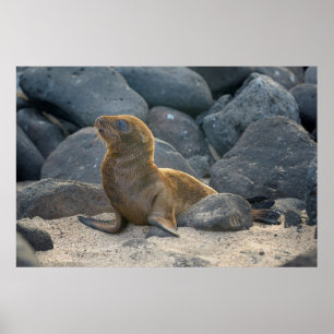 Galapagos-Seelöwe Poster