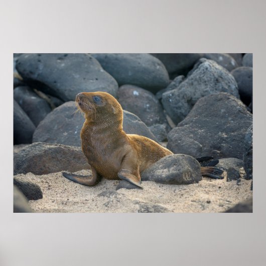 Galapagos-Seelöwe Poster (Vorne)