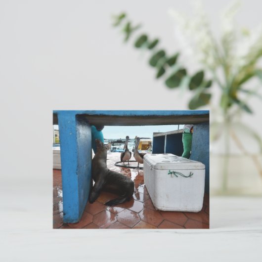 Galapagos-Seelöwe Postkarte (Stehend Vorderseite)