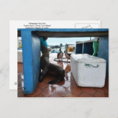 Galapagos-Seelöwe Postkarte (Vorne/Hinten)