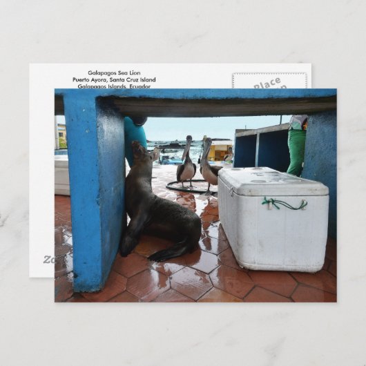 Galapagos-Seelöwe Postkarte (Vorne/Hinten)