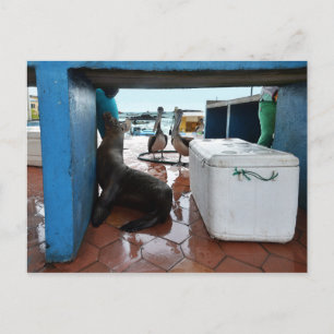 Galapagos-Seelöwe Postkarte