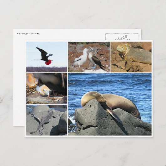 Galapagos-Seelöwe Postkarte (Vorne/Hinten)