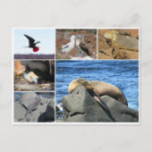 Galapagos-Seelöwe Postkarte (Vorderseite)