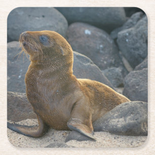 Galapagos-Seelöwe Rechteckiger Pappuntersetzer