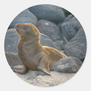 Galapagos-Seelöwe Runder Aufkleber