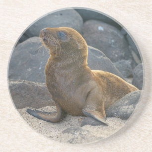Galapagos-Seelöwe Sandstein Untersetzer