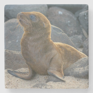Galapagos-Seelöwe Steinuntersetzer