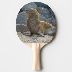 Galapagos-Seelöwe Tischtennis Schläger