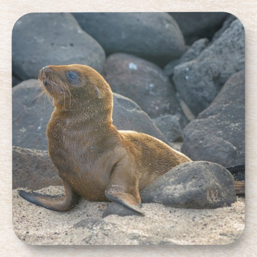 Galapagos-Seelöwe Untersetzer (Vorderseite)