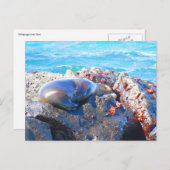 Galapagos-Seelöwenkrabbe Postkarte (Vorne/Hinten)