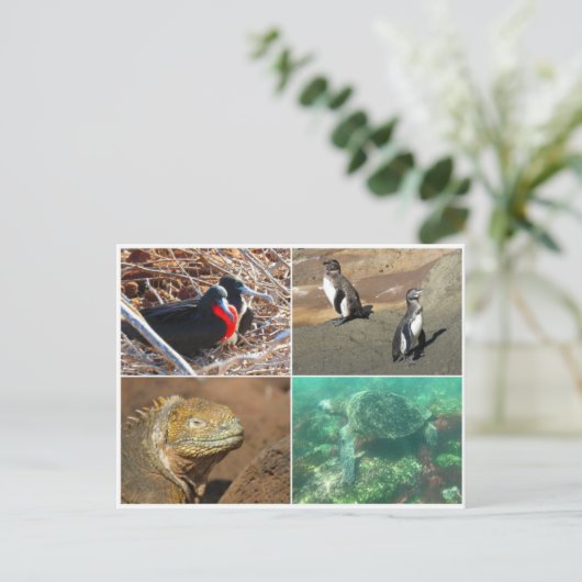 Galapagos-Tier vier Postkarte (Stehend Vorderseite)