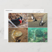 Galapagos-Tier vier Postkarte (Vorne/Hinten)