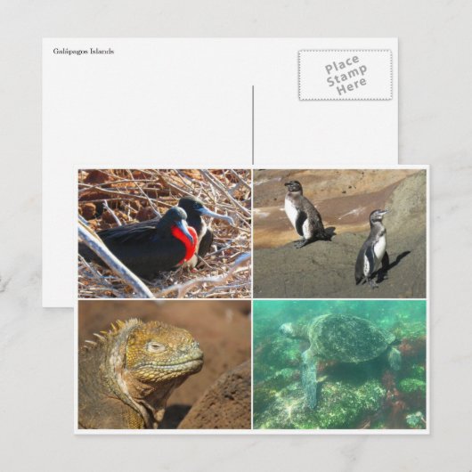Galapagos-Tier vier Postkarte (Vorne/Hinten)