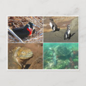 Galapagos-Tier vier Postkarte (Vorderseite)