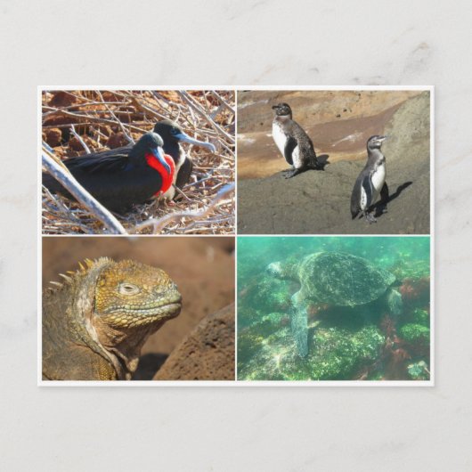 Galapagos-Tier vier Postkarte (Vorderseite)