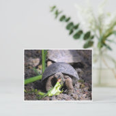 Galapagos-Tortoise-Baby Postkarte (Stehend Vorderseite)