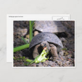 Galapagos-Tortoise-Baby Postkarte (Vorne/Hinten)