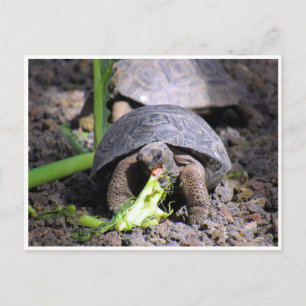 Galapagos-Tortoise-Baby Postkarte