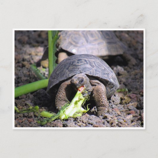 Galapagos-Tortoise-Baby Postkarte (Vorderseite)