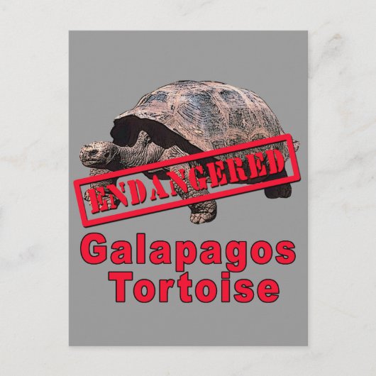 Galapagos Tortoise gefährdete Art Tshirts Postkarte (Vorderseite)