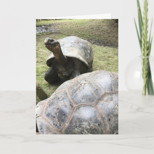 Galapagos Tortoise Grußkarte Nr. 2 (lustig innen) Karte (Vorderseite)