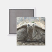 Galapagos Tortoise Magnet (Vorderseite/Rückseite)