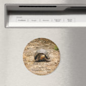 Galapagos Tortoise Magnet (In Situ (Geschirrspüler))