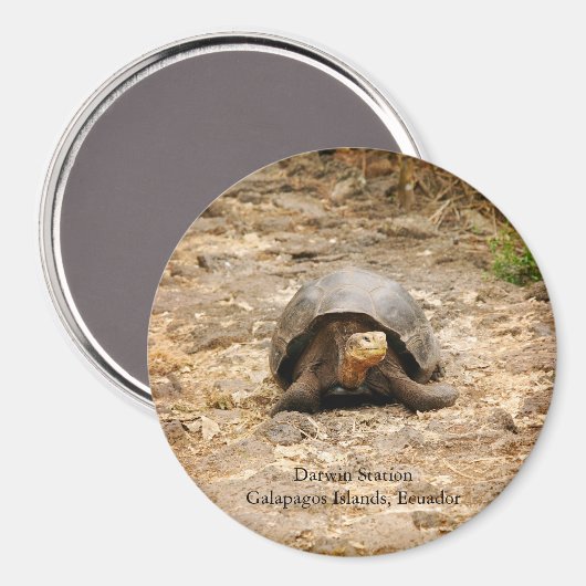 Galapagos Tortoise Magnet (Vorderseite/Rückseite)