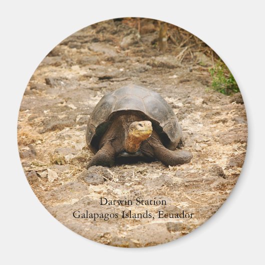 Galapagos Tortoise Magnet (Vorne)