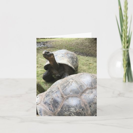 galapagos tortoise notecard #2 (blank inside) karte (Vorderseite)