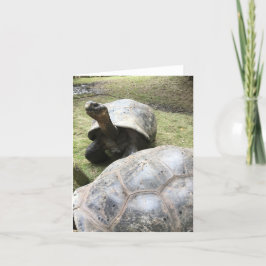 galapagos tortoise notecard #2 (blank inside) karte