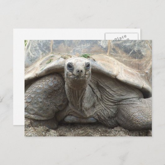 Galapagos Tortoise Postcard Postkarte (Vorne/Hinten)
