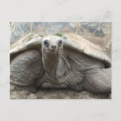 Galapagos Tortoise Postcard Postkarte (Vorderseite)