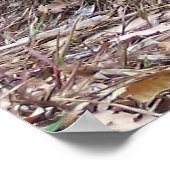 Galapagos Tortoise Poster (Ecke)