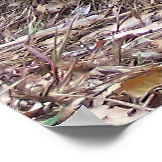 Galapagos Tortoise Poster (Ecke)