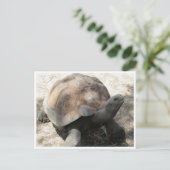 Galápagos-Tortoise Postkarte (Stehend Vorderseite)